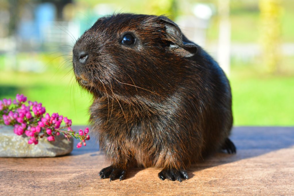 guinea-pig-smooth-hair-gold-agouti-young-animal-46533